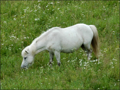 Шетлендский пони Мандолина